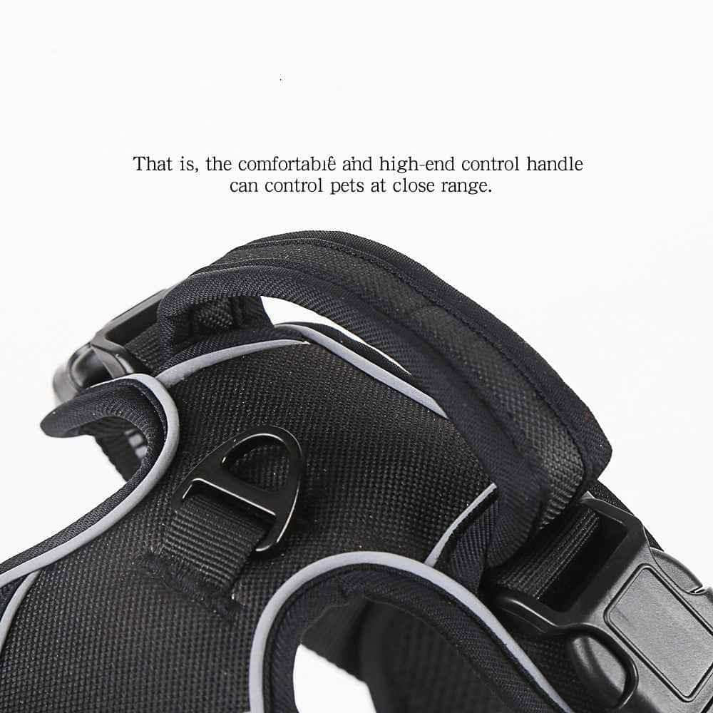 Top handle on the Trailhead No-Pull Harness